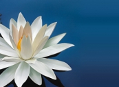 Giải Đáp Đạo Phật Khoa học Vật Lý Thiền Tông 28 tháng 2 năm 2021